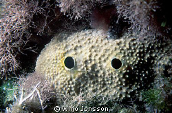 Sponge, looks a little bit scary at the first glance. by Wiljo Jonsson 